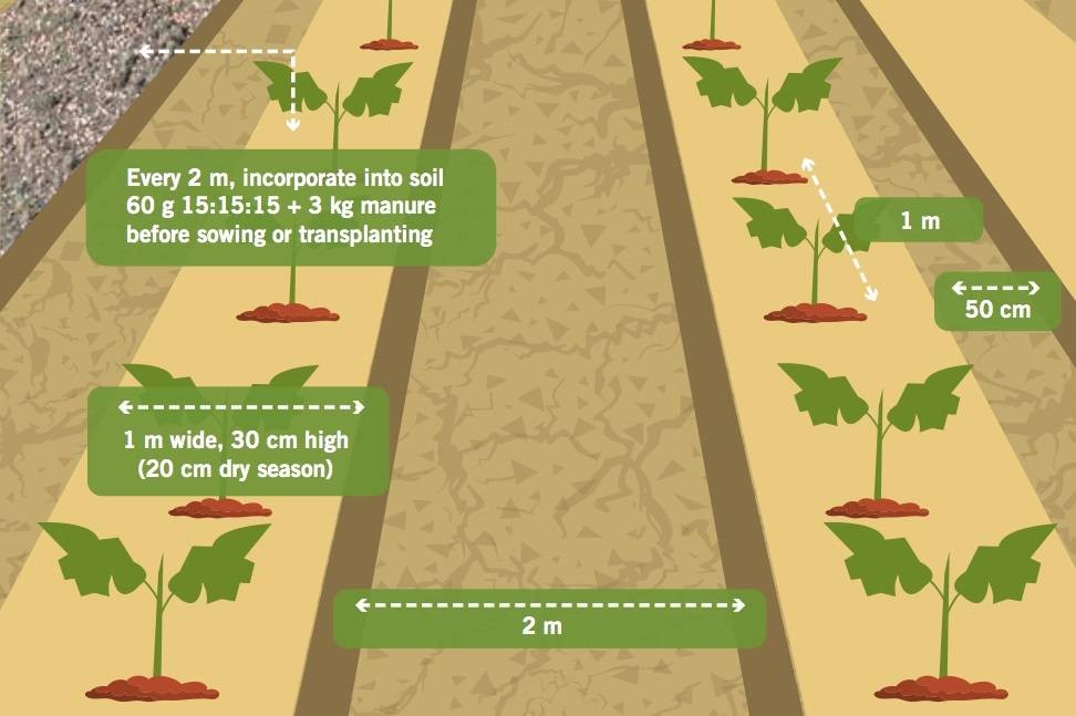 How to Grow Wax Gourd Seeds